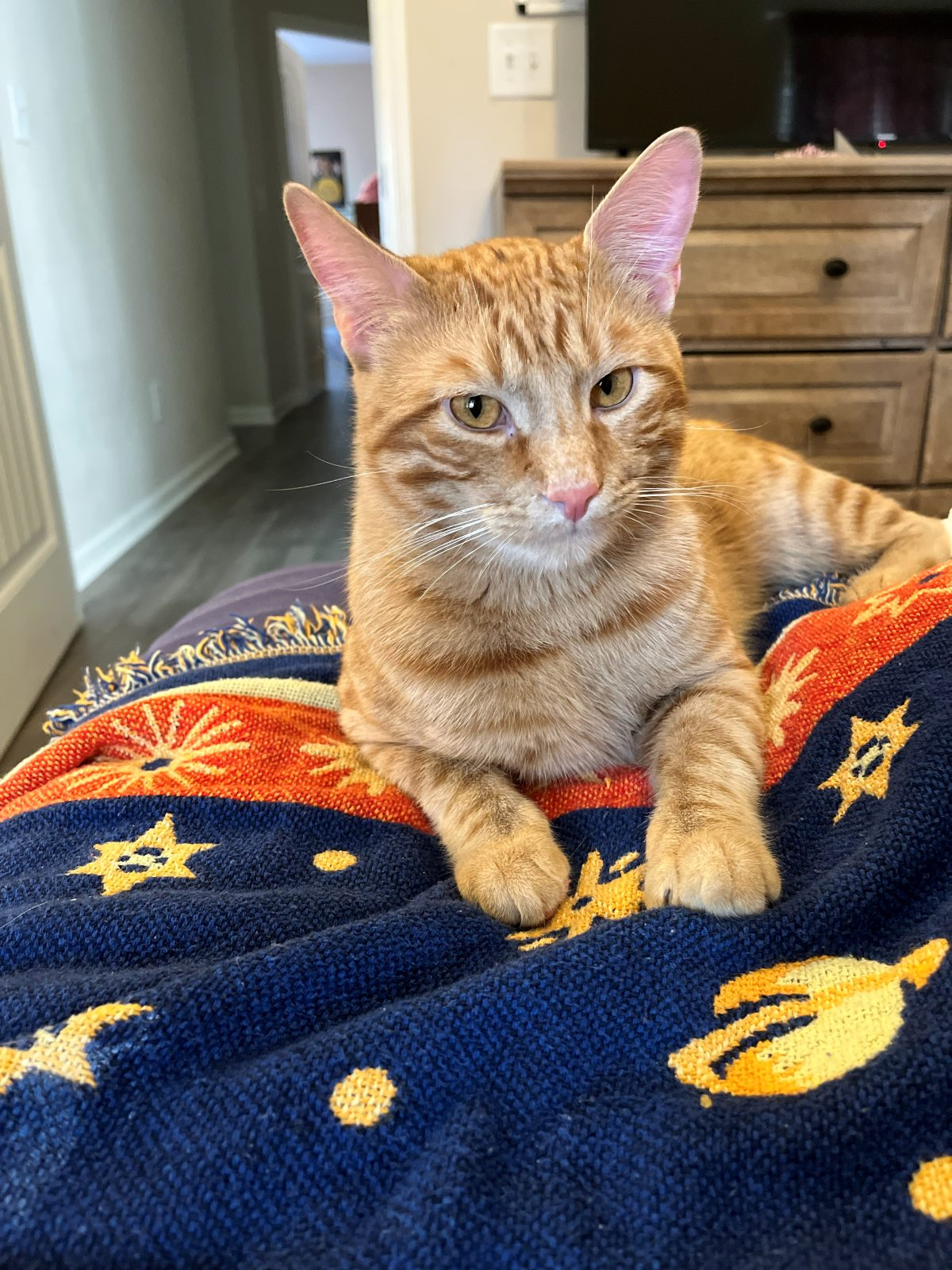 Greg the orange cat looking directly toward the camera