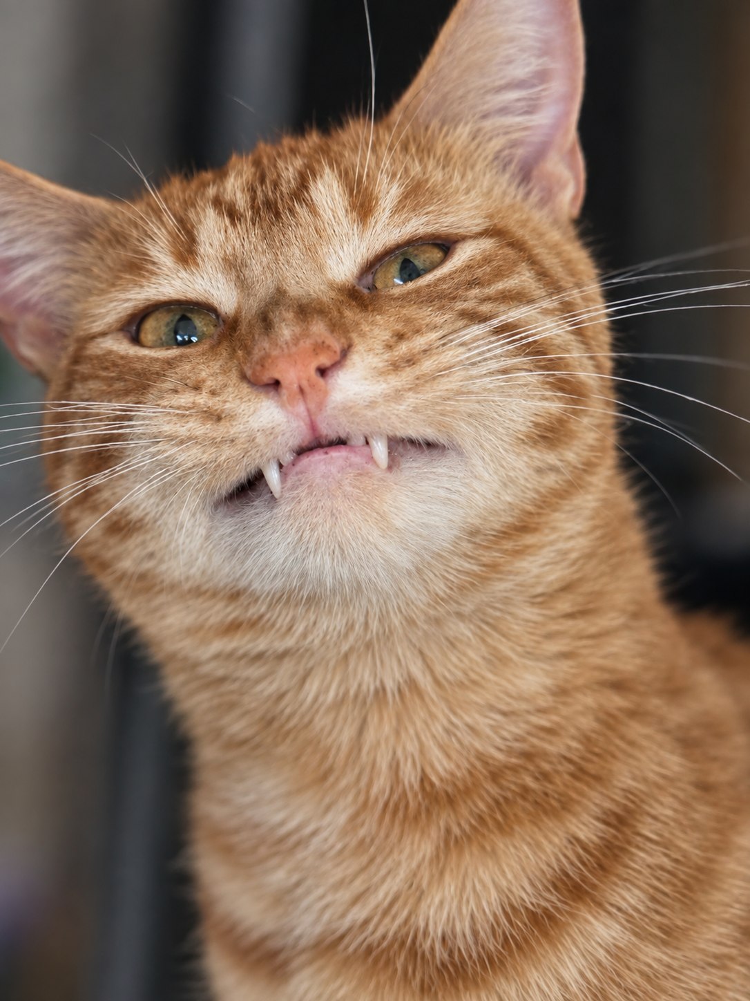 Greg looking up with his tiny vampire teeth showing